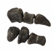 Camarasaurus lentus digit with claw
