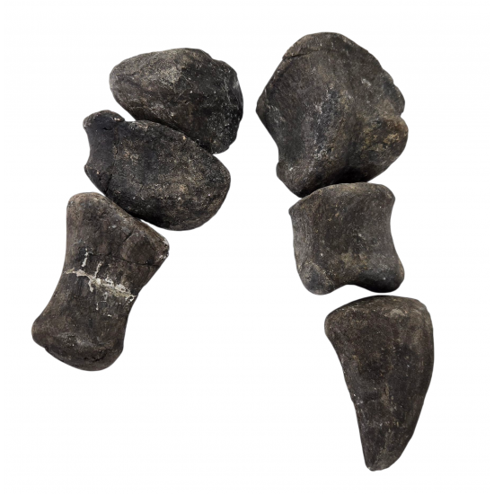 Camarasaurus lentus digit with claw