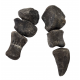 Camarasaurus lentus digit with claw