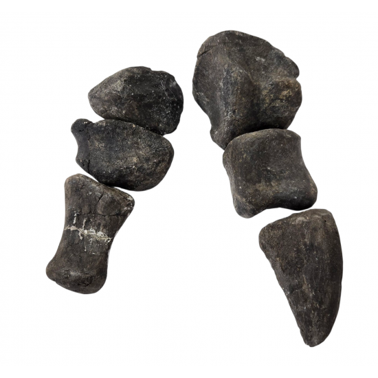 Camarasaurus lentus digit with claw