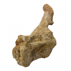 spinosaurus aegypticus (vertebra)