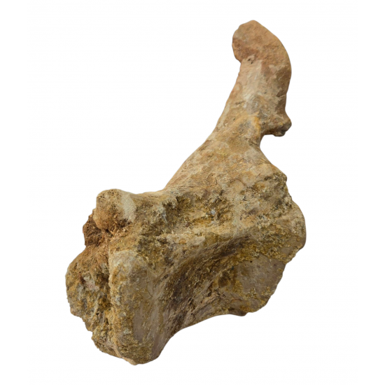 spinosaurus aegypticus (vertebra)