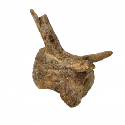 deltadromeus agilis (vertebre)