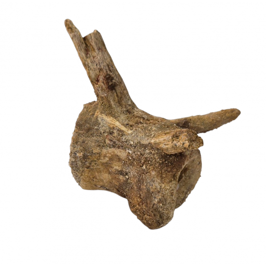 deltadromeus agilis (vertebra)