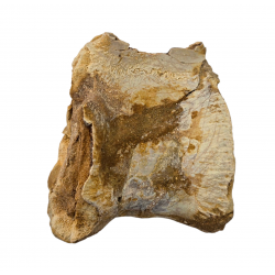 spinosaurus aegypticus (vertebra)