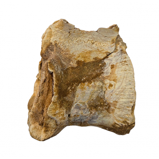 spinosaurus aegypticus (vertebra)