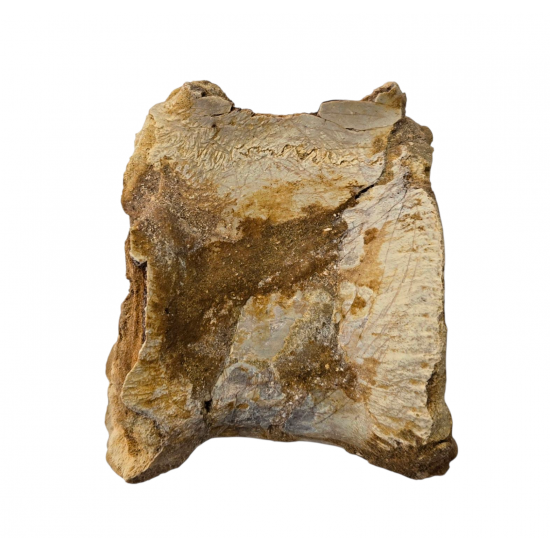 spinosaurus aegypticus (vertebra)