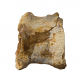 spinosaurus aegypticus (vertebra)
