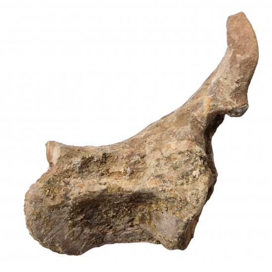 spinosaurus aegypticus (vertebra)