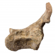 spinosaurus aegypticus (vertebra)