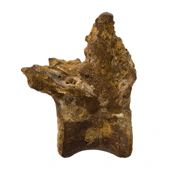 spinosaurus aegypticus (vertebra)