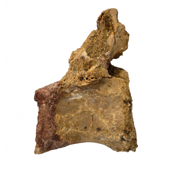 spinosaurus aegypticus (vertebra)