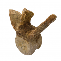 deltadromeus agilis (vertebre)