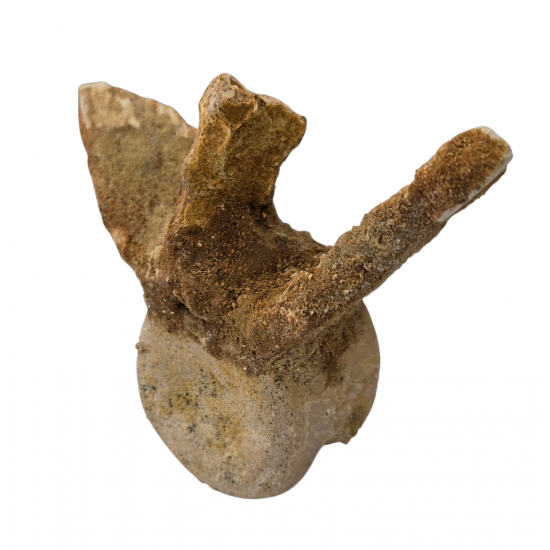 deltadromeus agilis (vertebra)