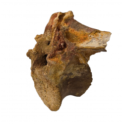 deltadromeus agilis (vertebre)