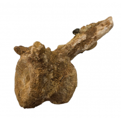 deltadromeus agilis (vertebre)