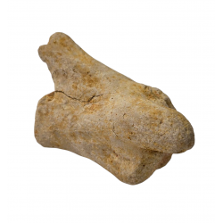 spinosaurus aegypticus (vertebra)
