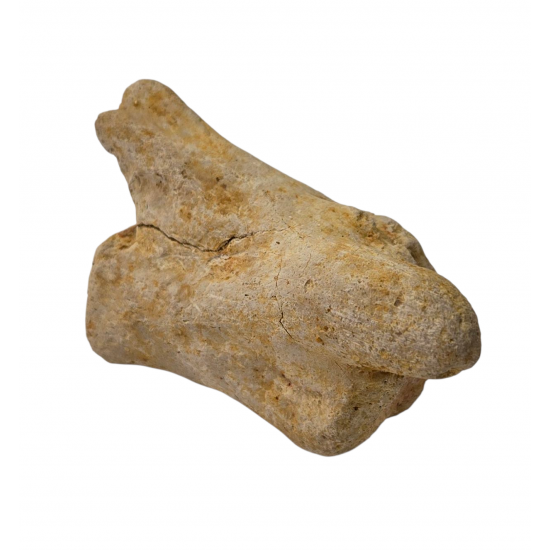 spinosaurus aegypticus (vertebra)