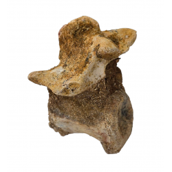deltadromeus agilis (vertebre)