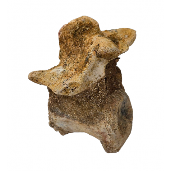 deltadromeus agilis (vertebra)