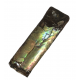 baculites scotti
