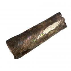 baculites scotti