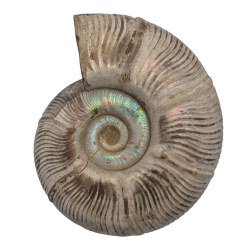 Puzosia quenstedti
