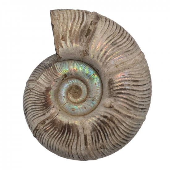 Puzosia quenstedti