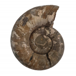 Puzosia quenstedti