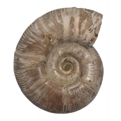 Puzosia quenstedti