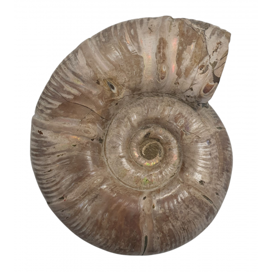 Puzosia quenstedti