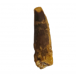 Rebbachisaurus garasbae (tooth) sauropod