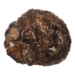 petrified wood from madagascar 