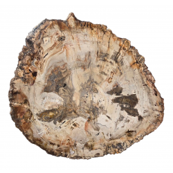 petrified wood from madagascar 