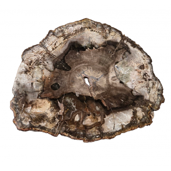 bois fossile de madagascar 