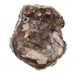 petrified wood from madagascar 