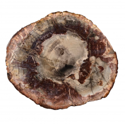 petrified wood from madagascar 