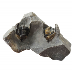 Diademaproetus antatlasius