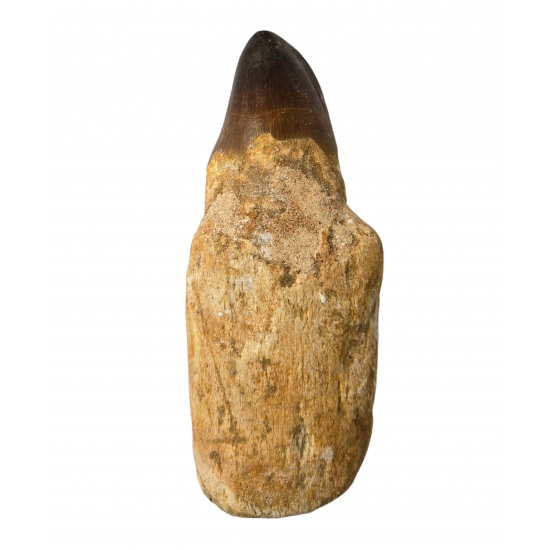 Mosasaur tooth Prognathodon currii Mosasaur tooth Prognathodon currii