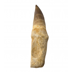 Dent de mosasaure Prognathodon currii   