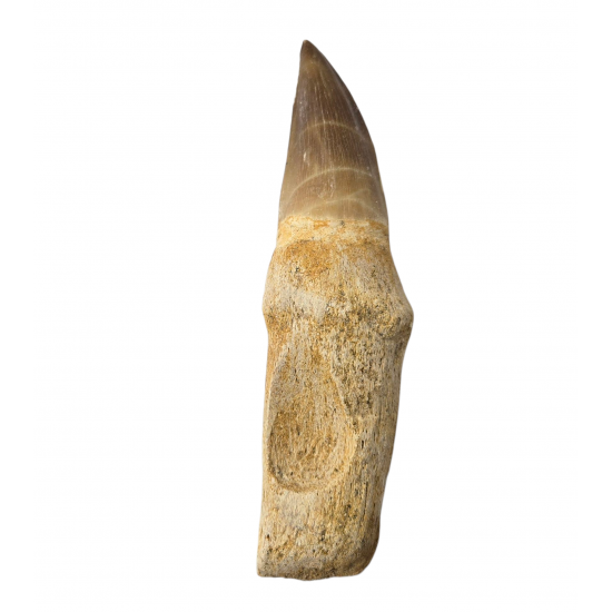 Mosasaur tooth Prognathodon currii   