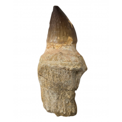 Dent de mosasaure Prognathodon currii   