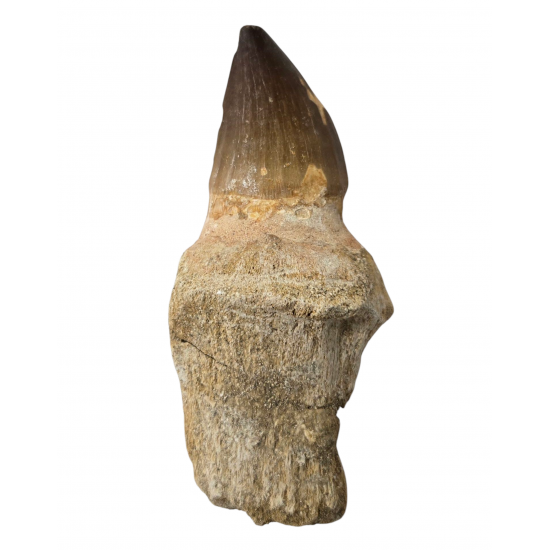 Mosasaur tooth Prognathodon currii   