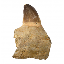 Dent de mosasaure Prognathodon currii   