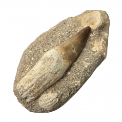 Dent de mosasaure Prognathodon currii   