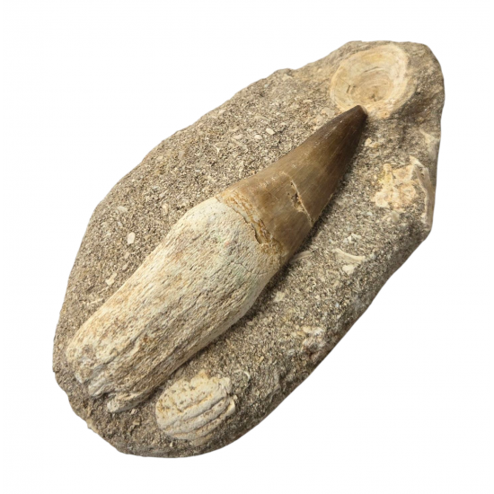 Mosasaur tooth Prognathodon currii   
