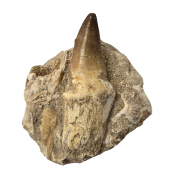 Dent de mosasaure Prognathodon currii   