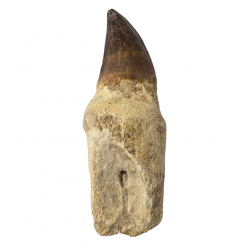 Dent de mosasaure Prognathodon currii   