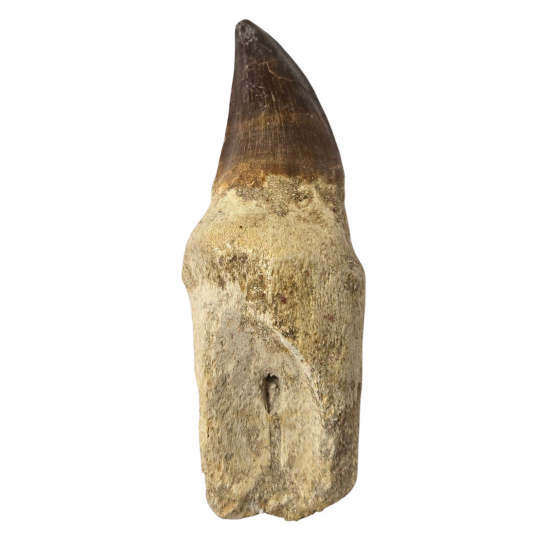Mosasaur tooth Prognathodon currii   