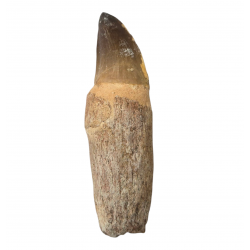 Dent de mosasaure Prognathodon currii   